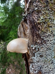 Pholiota heteroclita