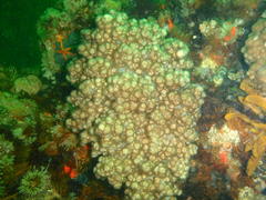 Eunephthya thyrsoidea