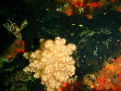 Eunephthya thyrsoidea