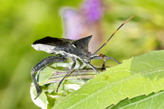 Elasmopoda