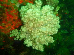 Eunephthya thyrsoidea