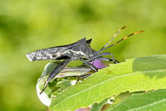 Elasmopoda