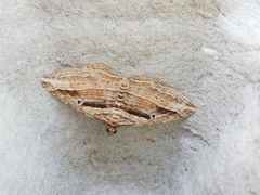 Costaconvexa