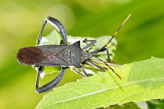 Elasmopoda