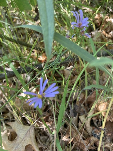 photo of Late Purple Aster (Symphyotrichum patens)