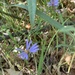 photo of Late Purple Aster (Symphyotrichum patens)