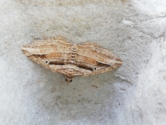 Costaconvexa