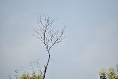 Dicrurus macrocercus