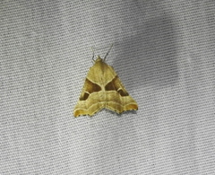 Plataea blanchardaria