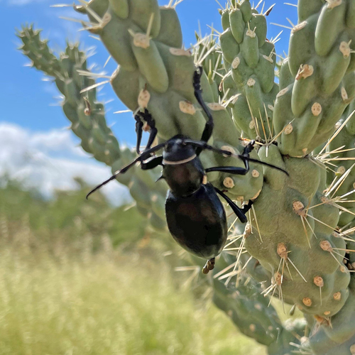 Giant Cactus Longhorn Beetle