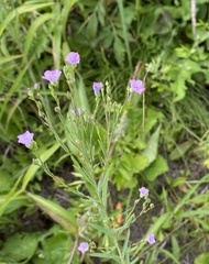 Linum stelleroides