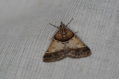 Dichromodes orthotis