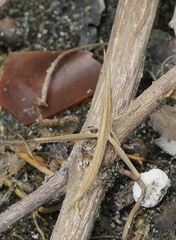 Acrida cinerea