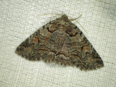 Zale duplicata