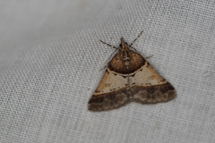 Dichromodes orthotis