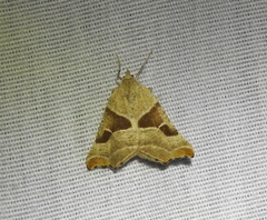 Plataea blanchardaria