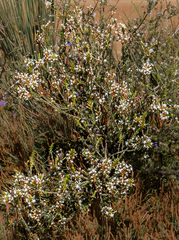Lysinema ciliatum
