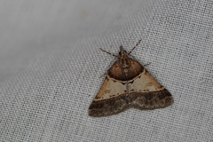 Dichromodes orthotis