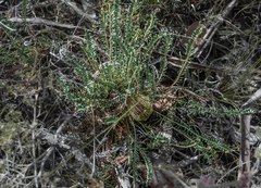 Banksia brunnea