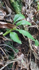 Malaxis seychellarum