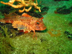 Chelidonichthys capensis
