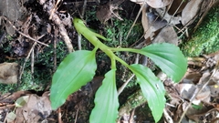 Malaxis seychellarum