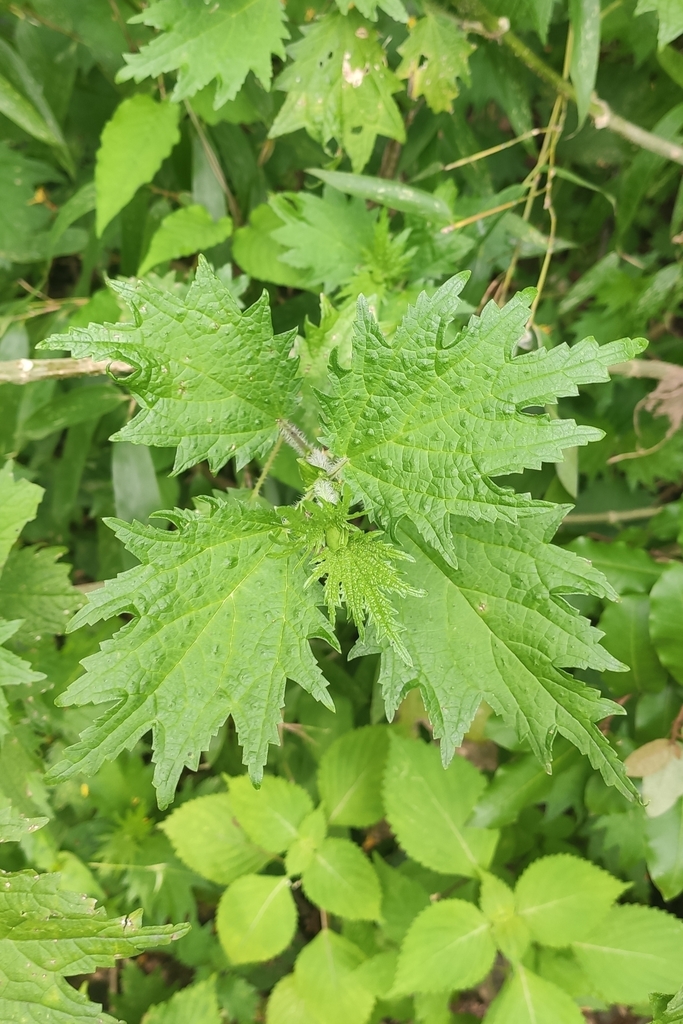 Urtica fissa (Urtica fissa)