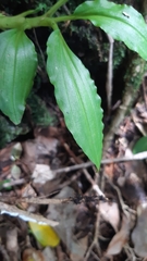 Malaxis seychellarum