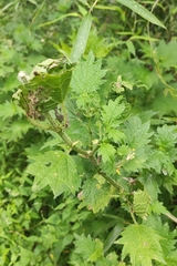Urtica fissa