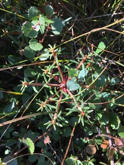 Rhododendron tomentosum