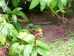 Pholidoscelis fuscatus