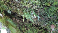 Haplopteris ensiformis