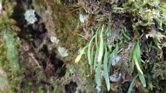 Haplopteris ensiformis