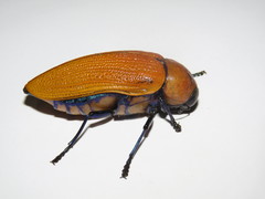Julodimorpha saundersii