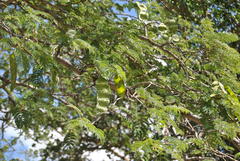 Albizia harveyi