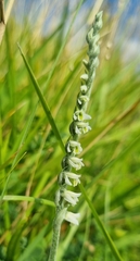 Spiranthes spiralis