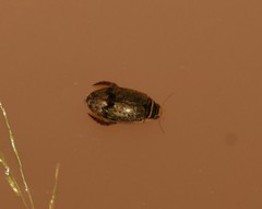 Thermonectus nigrofasciatus