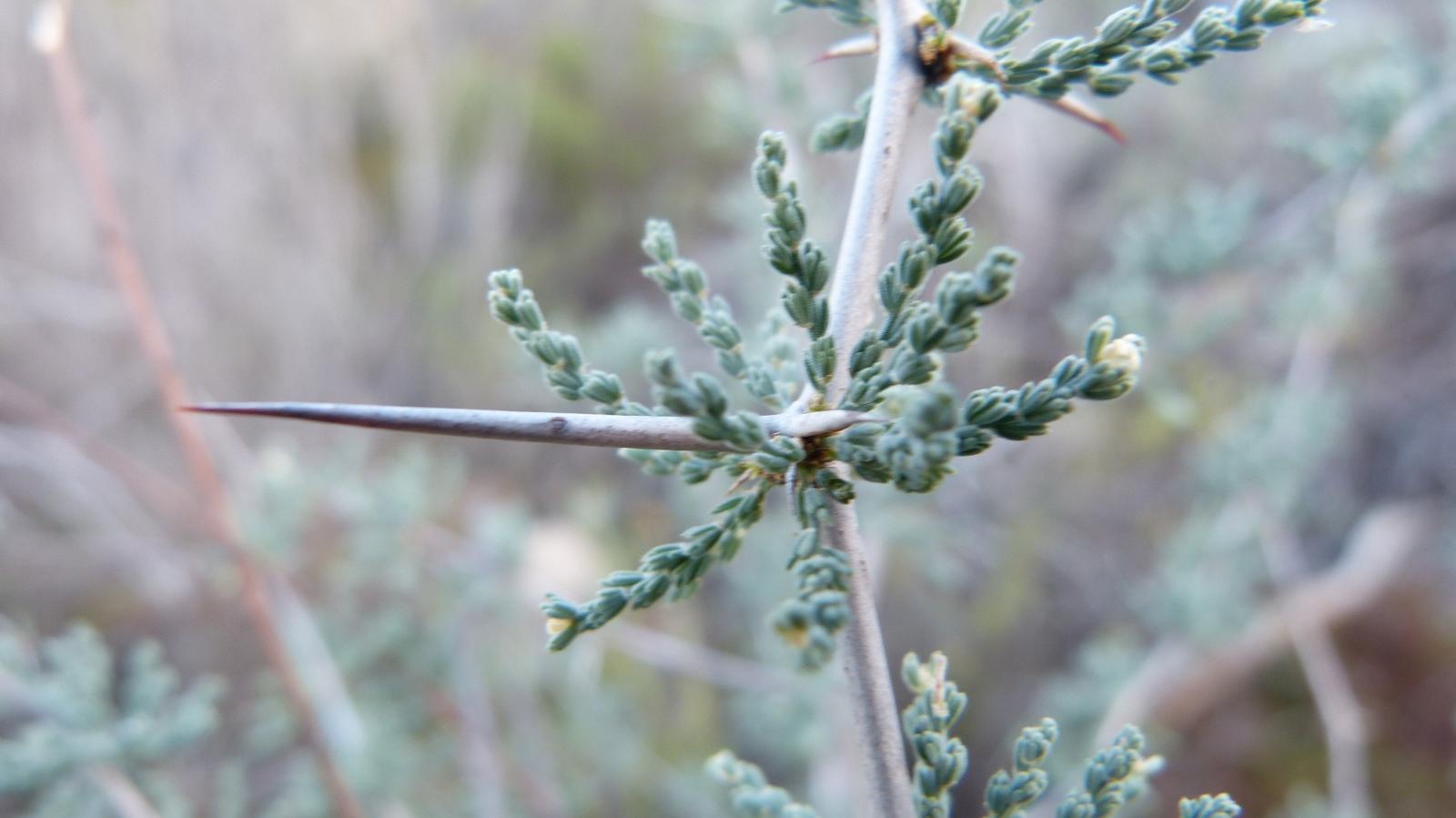 Wild Asparagus (Asparagus capensis) · iNaturalist
