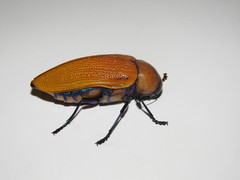 Julodimorpha saundersii