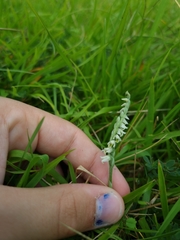 Spiranthes spiralis