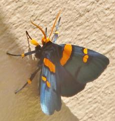 Egybolis vaillantina