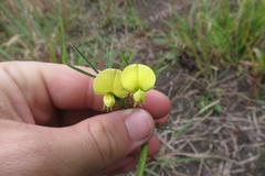 Argyrolobium harveyanum