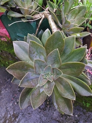 Graptopetalum