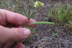 Argyrolobium harveyanum