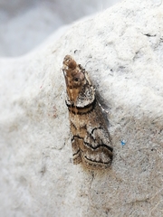 Acrobasis romanella