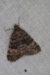 Dichromodes semicanescens