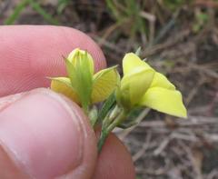 Argyrolobium harveyanum