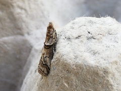 Acrobasis romanella