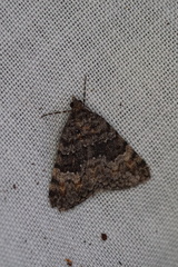 Dichromodes semicanescens