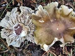 Tricholoma luridum